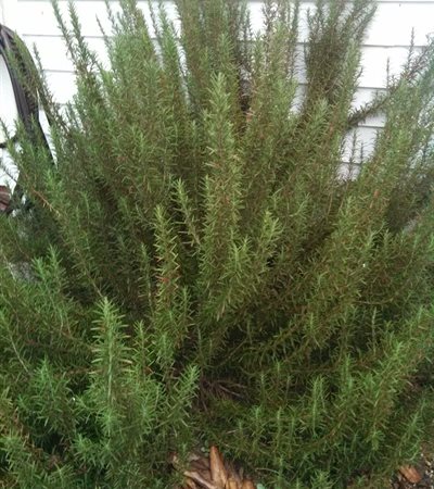 Rosemary Arp